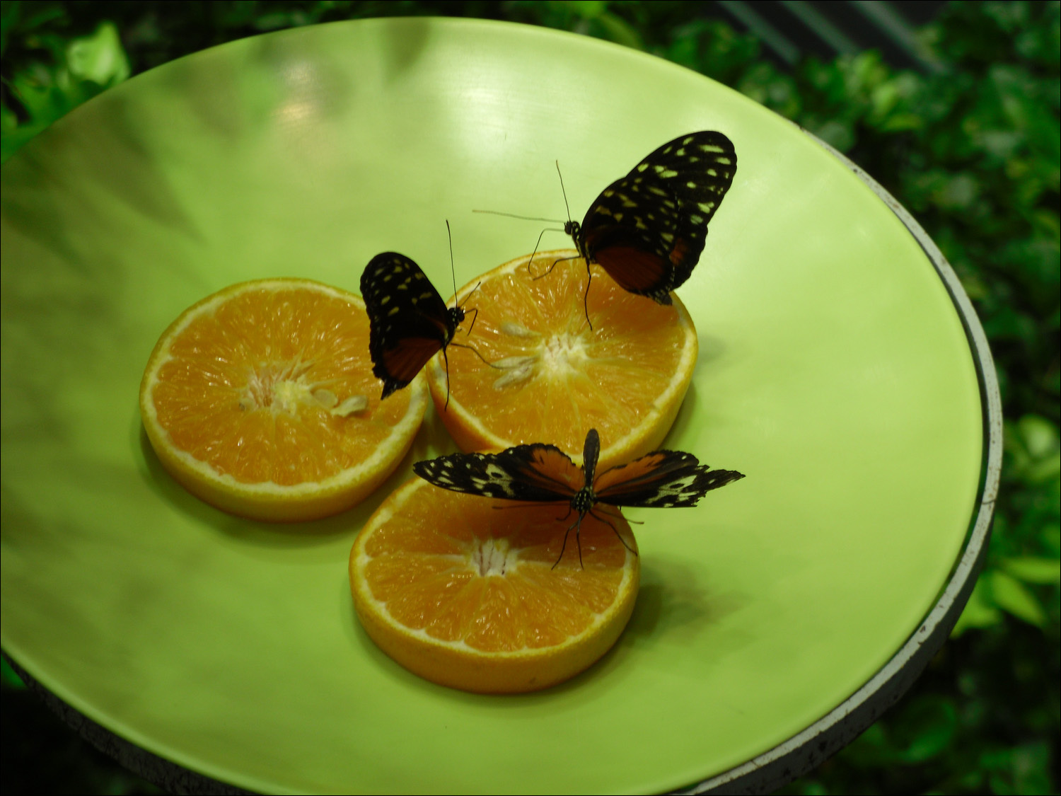 rainforest butterflies